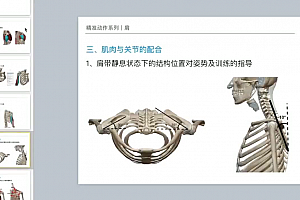 麦大湿 精准动作肩部