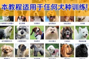 训狗狗听人话教程