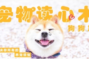 宠物读心术：解决你的养狗烦恼