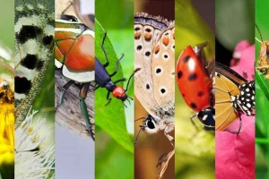 昆虫王国的科学课